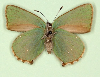 asymmetrical Green Hairstreak (Callophrys rubi)