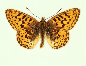 stramineus Pearl-bordered Fritillary (Boloria euphrosyne)