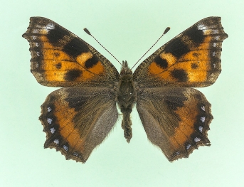 velata Small Tortoiseshell (Aglais urticae)