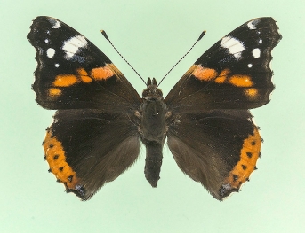 angustifasciata + fracta Red Admiral (Vanessa atalanta)