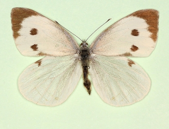 fuscosignata Large White (Pieris brassicae)