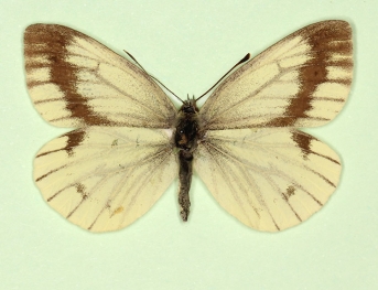 interjuncta Green-veined White (Pieris napi)