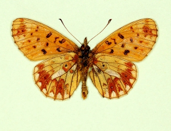 obsoleta Pearl-bordered Fritillary (Boloria euphrosyne)