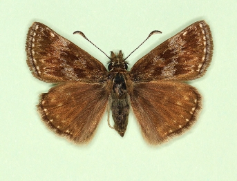 nov + radiata Dingy Skipper (Erynnis tages)