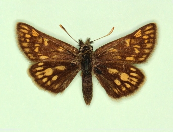 conjuncta Chequered Skipper (Carterocephalus palaemon)