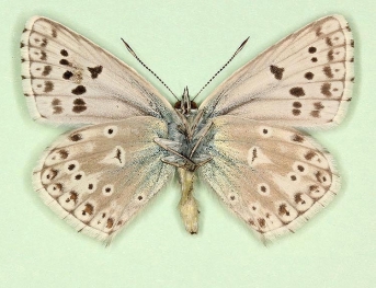rufescens + lunacuspidus + ultraimpuncta Chalkhill Blue (Polyommatus (Lysandra) coridon)