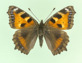  parvipuncta + adumbrata Small Tortoiseshell (Aglais urticae)