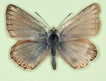 pathological Chalkhill Blue (Polyommatus (Lysandra) coridon)