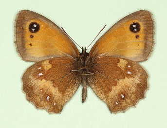 postlanceolata Gatekeeper (Pyronia tithonus)