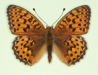 Dark Green Fritillary (Argynnis aglaja)