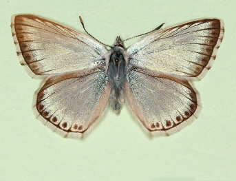 suffusa Chalkhill Blue (Polyommatus (Lysandra) coridon)