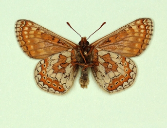 basiconfluens Marsh Fritillary (Euphydryas aurinia)