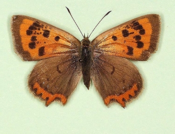 extensa + addenda Small Copper (Lycaena phlaeas)