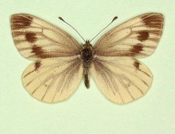 fuscosignata + magnomaculata Green-veined White (Pieris napi)