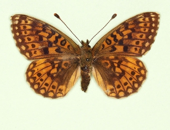 bernhardi Small Pearl-bordered Fritillary (Boloria selene)
