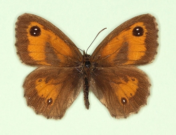bimaculata Gatekeeper (Pyronia tithonus)