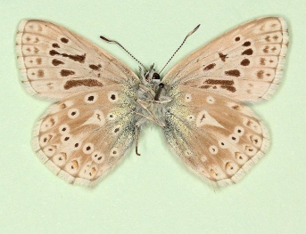 i-nigrum-semiarcuata + dexdiscoidajuncta + sinispostobsoleta Chalkhill Blue (Polyommatus (Lysandra) coridon)