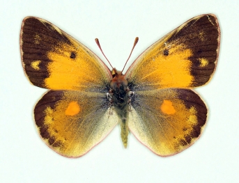 nigrofasciata Clouded Yellow (Colias croceus)