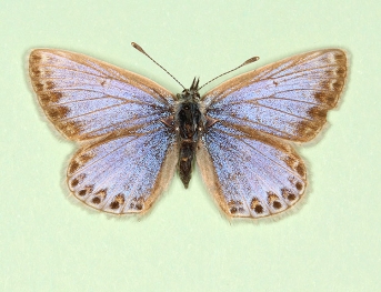 pallidula Common Blue (Polyommatus (Lysandra) icarus)