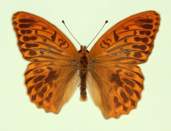 confluens Silver-washed Fritillary (Argynnis paphia)