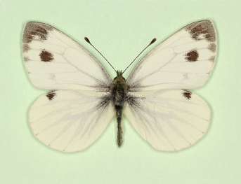 magnomaculata Green-veined White (Pieris napi)