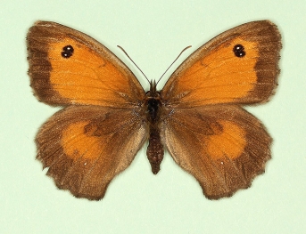antiparvipuncta Gatekeeper (Pyronia tithonus)
