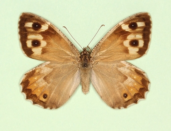 pallida Grayling (Hipparchia semele)