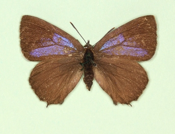 ab. nov Purple Hairstreak (Neozephyrus quercus)