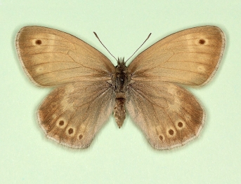 lunaris Large heath (Coenonympha tullia)