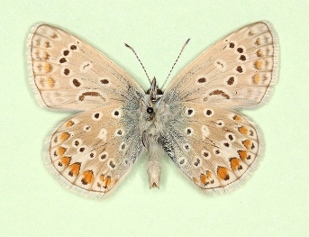 melanotoxa Common Blue (Polyommatus (Lysandra) icarus)