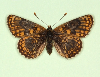 salzlii Glanville Fritillary (Melitaea cinxia)
