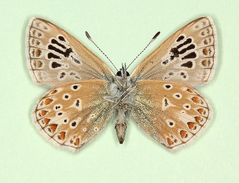 digittata Common Blue (Polyommatus (Lysandra) icarus)