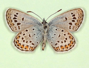 irregularis Silver-studded Blue (Plebejus argus)