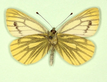  fulgoris Green-veined White (Pieris napi)
