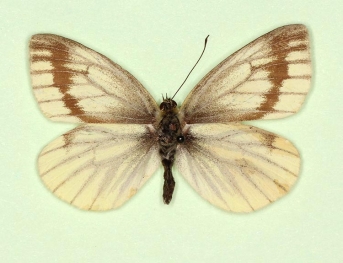 confluens + fuscosignata Green-veined White (Pieris napi)