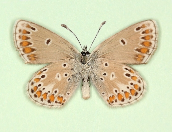 antisagittata Northern Brown Argus (Aricia Artaxerxes)