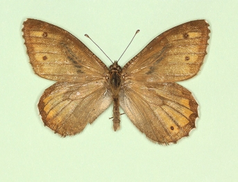 ab. nov Grayling (Hipparchia semele)