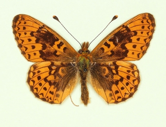 trans-pittionii Pearl-bordered Fritillary (Boloria euphrosyne)