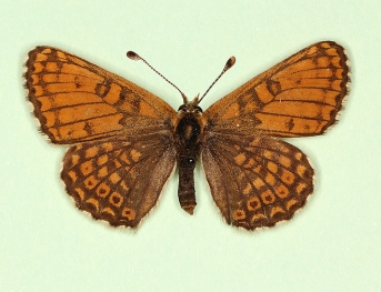 fulla Glanville Fritillary (Melitaea cinxia)