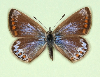 semiclara Common Blue (Polyommatus (Lysandra) icarus)