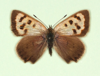 schmidtii-obsoleta Small Copper (Lycaena phlaeas)