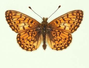 chlorographa Small Pearl-bordered Fritillary (Boloria selene)