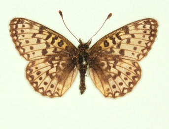 flavescens Small Pearl-bordered Fritillary (Boloria selene)
