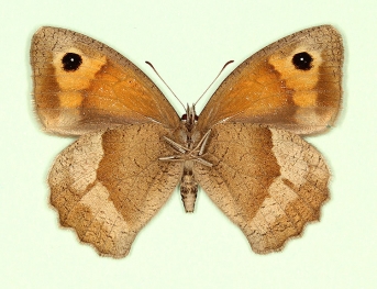 fracta Meadow Brown (Maniola jurtina)