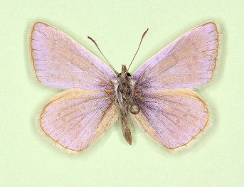 pallida Common Blue (Polyommatus (Lysandra) icarus)