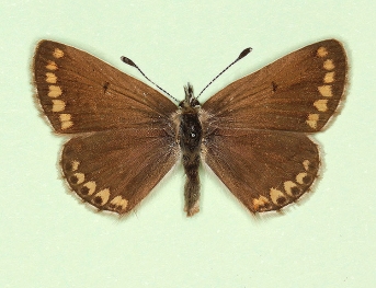 nov Brown Argus (Aricia agestis)