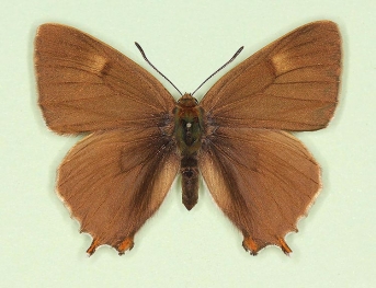 Brown Hairstreak (Thecla betulae)