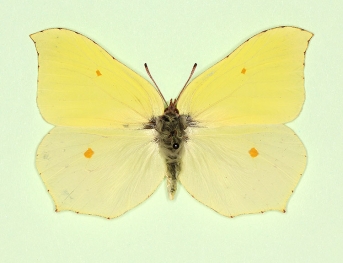 nov Brimstone (Gonepteryx rhamni)