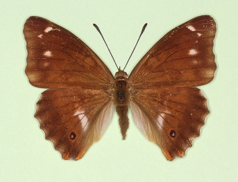 lugenda Purple Emperor (Apatura iris)