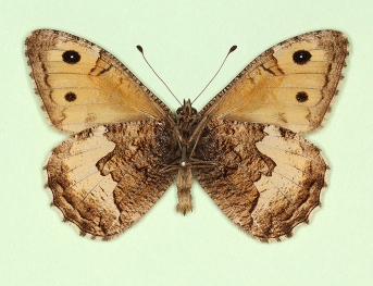 ab. nov Grayling (Hipparchia semele)